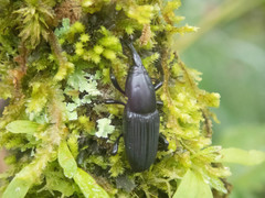 Cactophagus crenatus