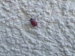 Gonioctena fornicata