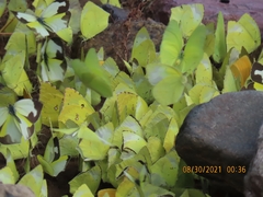 Abaeis mexicana
