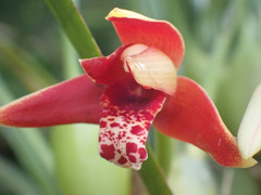 Maxillaria tenuifolia