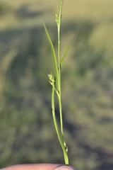Carex uhligii