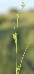 Carex uhligii