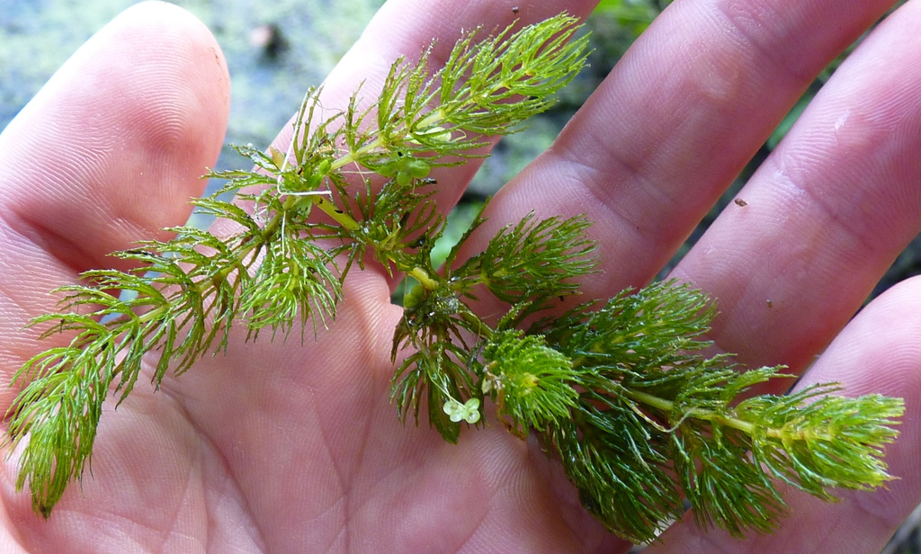 coontail (Lamoka and Waneta Lakes Aquatic Plants) · iNaturalist