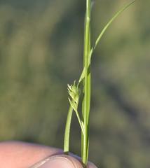 Carex uhligii