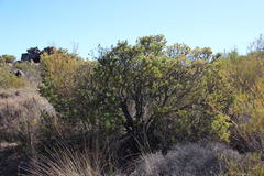 Paranomus bracteolaris