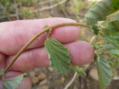 Hermannia prismatocarpa