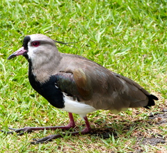 Vanellus chilensis