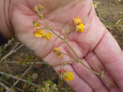 Hermannia prismatocarpa