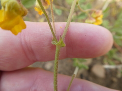 Hermannia prismatocarpa