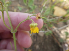Hermannia prismatocarpa