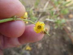 Hermannia prismatocarpa