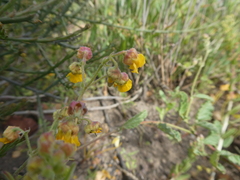 Hermannia prismatocarpa