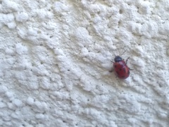 Gonioctena fornicata