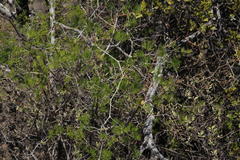 Asparagus lignosus