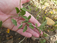 Hermannia prismatocarpa
