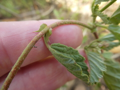 Hermannia prismatocarpa