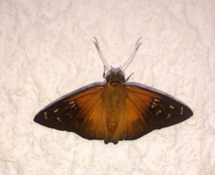 Augiades crinisus