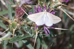 Rhodometra sacraria