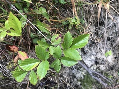 Rubus enslenii