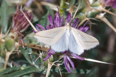 Rhodometra sacraria