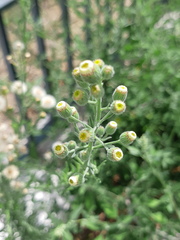 Erigeron bonariensis