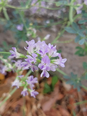 Medicago sativa