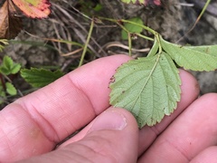 Rubus enslenii