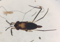 Rheumatobates minutus