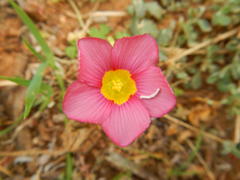 Oxalis inaequalis