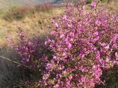 Indigofera basotha