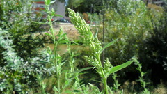 Chenopodium album
