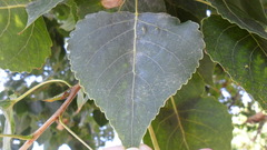 Populus nigra