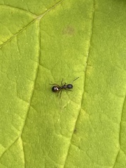 Dolichoderus plagiatus