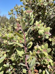 Arctostaphylos morroensis