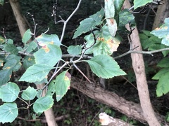 Crataegus populnea