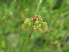 Rumex hastifolius