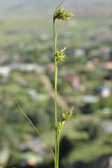 Carex spartea