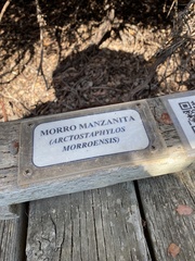 Arctostaphylos morroensis