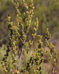 Cliffortia teretifolia