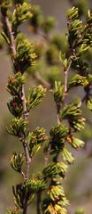 Cliffortia teretifolia