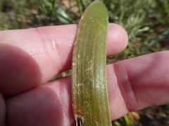 Trachyandra muricata