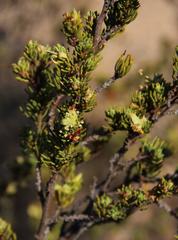 Cliffortia teretifolia