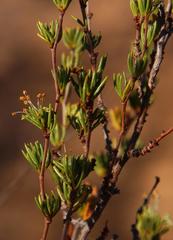 Cliffortia teretifolia