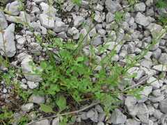 Rumex hastifolius