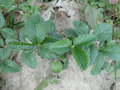 Fragaria moschata