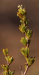 Cliffortia teretifolia