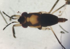 Rheumatobates minutus