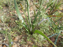 Trachyandra muricata