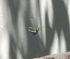 Promeces aurolimbatus