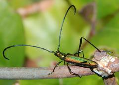 Promeces aurolimbatus